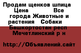 Продам щенков шпица › Цена ­ 25 000 - Все города Животные и растения » Собаки   . Башкортостан респ.,Мечетлинский р-н